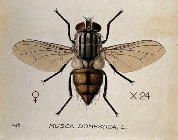 the_larva_and_fly_of_a_house_fly_musca_domestica-_coloured_wellcome_v0022571